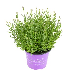 GROW by OBI Igazi levendula fehér lila cserépben, kb. 23 cm-es cserépméret.