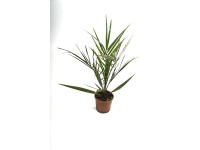 Főnix pálma Phoenix canariensis 12 cm
