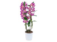 Bambusz orchidea Bambusz orchidea