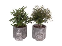 Bonsai fajták beton cserépben cserépátmérő kb. 15 cm Bonsai fajták beton cserépben cserépátmérő kb. 15 cm