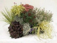 Őszi növény mix cserép átmérője kb. 11 cm különböző fajták