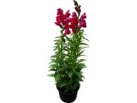 Tátika (Anthurium majus) Tátika (Anthurium majus)