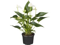 Flamingóvirág különböző színekben cserépátmérő kb. 17 cm Anthurium Flamingóvirág különböző színekben cserépátmérő kb. 17 cm Anthurium