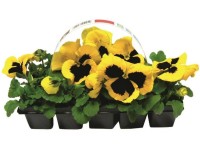 Árvácska (Viola wittrockiana) nagyvirágú Árvácska (Viola wittrockiana) nagyvirágú