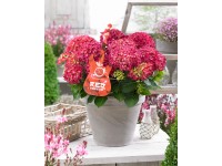 GROW by OBI hortenzia 