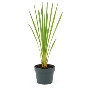 Rózsaszín pampafű cserépben: Dísznövény Cortaderia selloana zöld levelekkel.