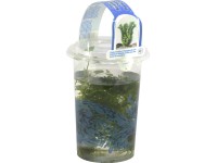 OBI vízinövények 3 féle pohárban cserépátmérő kb. 11 cm