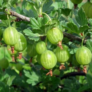 Zöld köszméte (Ribes uva-crispa) a bokron, kb. 20-30 cm magas.