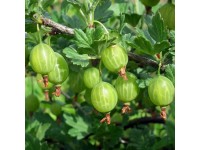 Zöld egres magasság kb. 20-30 cm cserép kb. 2 l Ribes uva-crispa