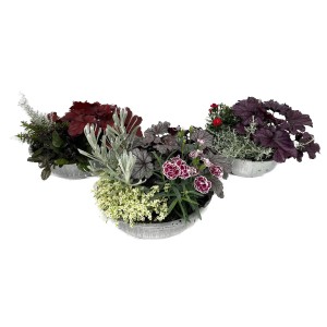 Őszi növénykompozíció cinkcserépben (Ø 29 cm) színes őszi virágokkal és dísznövényekkel.