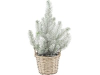 Mandulafenyő kosárban cserépátmérő: kb. 17 cm Pinus Pinea