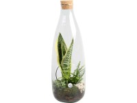 Szanzavéra kompozíció üveg kaspóban cserépátmérő: kb. 15 cm