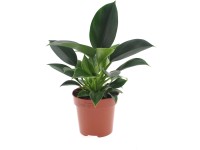 Green Princess filodendron mag. kb. 25 - 30 cm cserép kb. 12 cm Philodendron