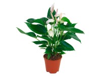 Flamingóvirág fehér cserépátmérő: kb. 12 cm Flamingóvirág fehér cserépátmérő: kb. 12 cm