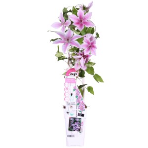 Cserépben lévő Waldrebe Yuan rózsaszín-fehér virágokkal, kb. 65 cm magas. Clematis kúszónövény.