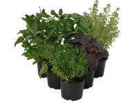 Beltéri fűszernövények kb. 10 cm-es cserépben Beltéri fűszernövények kb. 10 cm-es cserépben