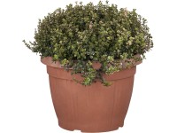 Fűszerbokor válogatás cserépátmérő kb. 25 cm Fűszerbokor válogatás cserépátmérő kb. 25 cm