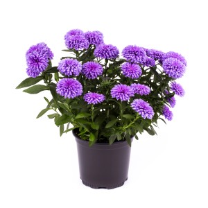 Cserepes lila virágú őszirózsa hibrid, kb. 15-25 cm magas. Virágzó ágyás- és dézsás növény.