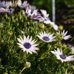 Fokföldi margaréta (Osteospermum) cserépben, fehér virágok kék közepükkel, ágyás- és balkon növény.