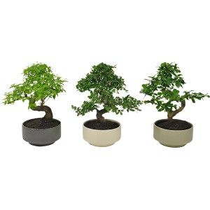 Három bonsai fa kerámia cserépben, különböző fajták és színek.