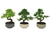 Bonsai kerámia cserépben Pure válogatás cserépátmérő kb. 15 cm Bonsai kerámia cserépben Pure válogatás cserépátmérő kb. 15 cm