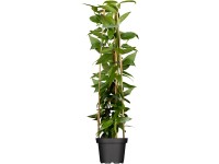 Kúszó lonc, cserépátmérő kb. 17 cm, Lonicera henryi Kúszó lonc, cserépátmérő kb. 17 cm, Lonicera henryi