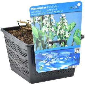 Tőzegkáposzta cserépben, Menyanthes trifoliata, tavi növény természetes partokhoz.