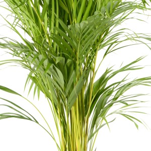 Zöld Areca pálma (Dypsis lutescens) cserépben, kb. 90-100 cm magas. Szobanövény trópusi hangulathoz.
