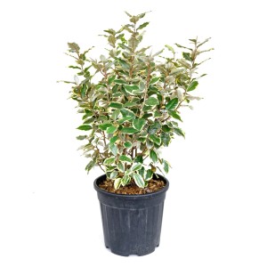 Örökzöld olajfűz 'Elaeagnus ebbingei' cserépben, kb. 60 cm magas, tarka levelekkel.