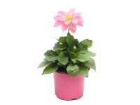 Dália rózsaszín 10,5 cm Dália rózsaszín 10,5 cm