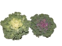 Díszkáposzta fehér - lila 12 cm