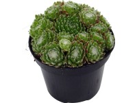 OBI pókhálós kövirózsa cserépátmérő: kb. 12 cm Sempervivum