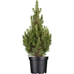 'Conica' törpe lucfenyő cserépben, kb. 20-30 cm magas, világoszöld tűlevelekkel.