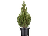 OBI cukorsüvegfenyő 