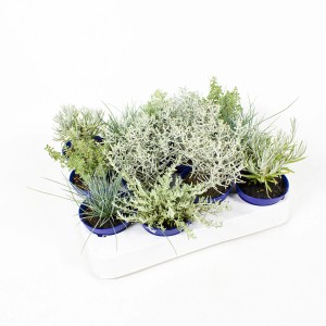 Silverland Mix Mini válogatás 7 cm-es cserépben, ezüst-szürke őszi növények erkélyre és cserépbe.