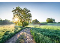 Komar tapéta Meadow Trail 368 cm x 254 cm