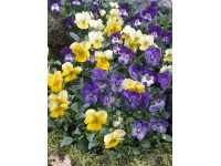 Árvácska három különböző színben cserépátmérő: kb. 13 cm Viola cornuta