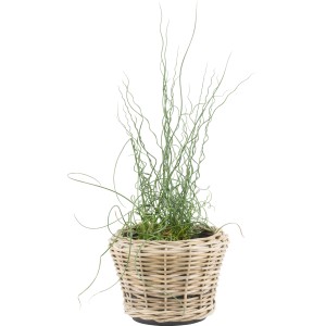 Spirálkás szittyó barna cserépben (cserép átmérője 9 cm): Dísztó növény spirális levelekkel.