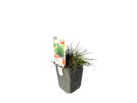 OBI medveszőrcsenkesz zöld cserépátmérő: kb. 9 cm x 9 cm Festuca