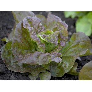 Friss, piros fejes saláta (Lactuca) a kertben. Ideális salátákhoz és zöldséges ételekhez.