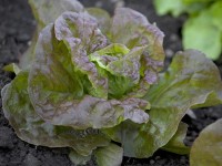 Fejes saláta vörös 10-12 darabos tálca Lactuca