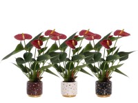 Flamingóvirág Red Sparkle ker. edény mag. kb. 20-30 cm cserép kb.7 cm Anthurium Flamingóvirág Red Sparkle ker. edény mag. kb. 20-30 cm cserép kb.7 cm Anthurium