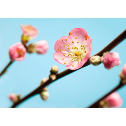 Komar vlies fotótapéta Peach Blossom 350 cm x 250 cm