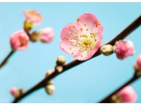 Komar vlies fotótapéta Peach Blossom 350 cm x 250 cm