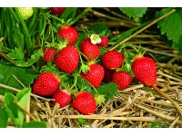 Szamócapalánta 7 cm x 7 cm-es