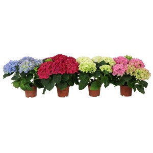Különböző színű kerti hortenziák (Hydrangea macrophylla) cserépben.