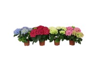 Kerti hortenzia magasság kb. 40 cm - 50 cm cserépátmérő kb. 19 cm többféle