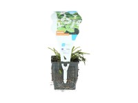 GROW by OBI kétsoros vízifüzér cserép átmérője 11 cm fehér Aponogeton distachyos