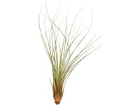 Szakállbromélia mix