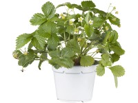 Elsanta folytontermő kerti eper 6 darabos tálca Elsanta folytontermő kerti eper 6 darabos tálca